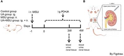 The pathogenic mechanism of monosodium urate crystal-induced kidney injury in a rat model